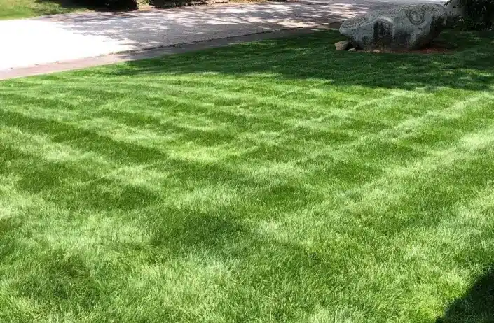 April-Lawn-Checkboard-Patter