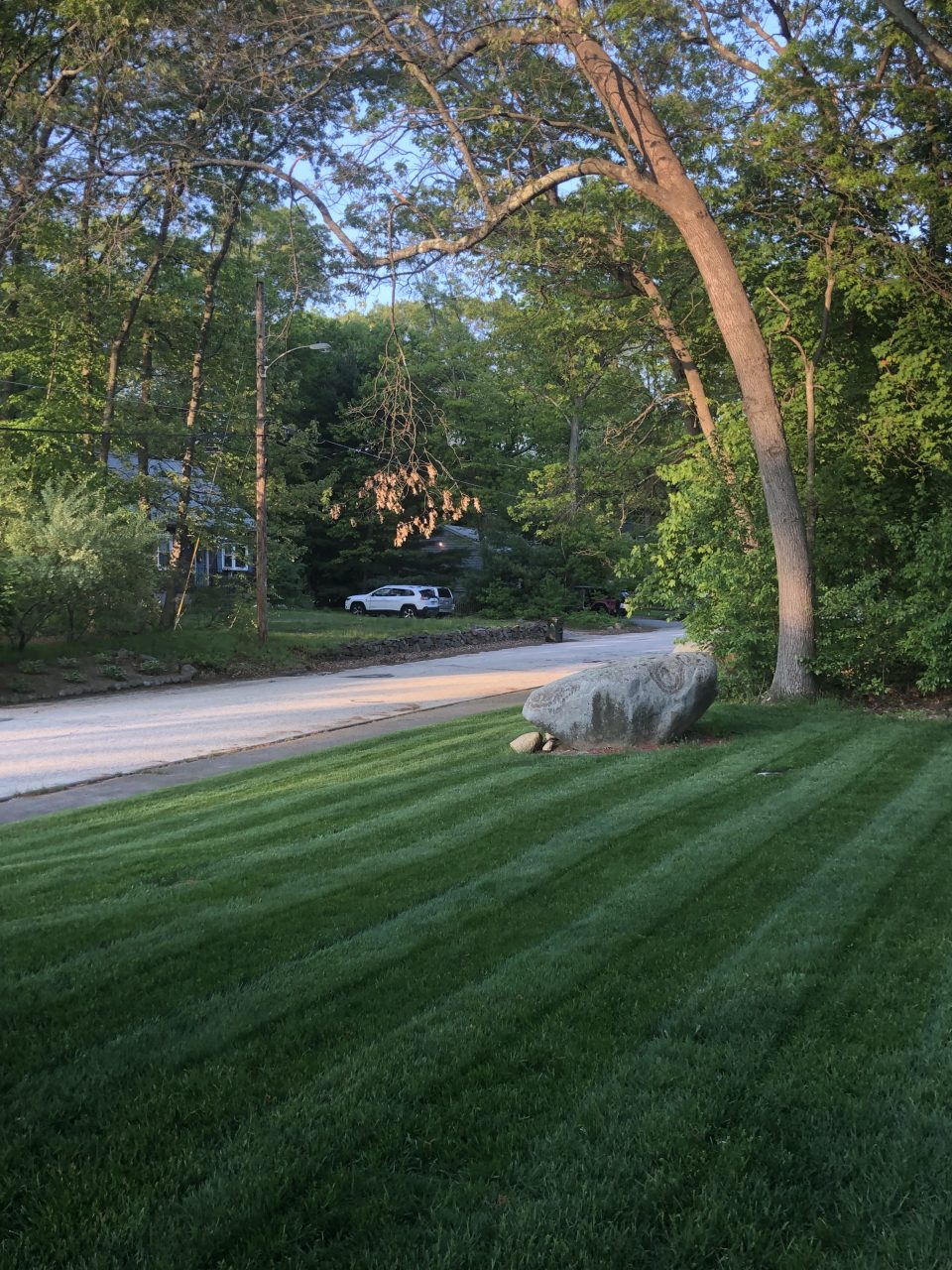 Organic Lawn Care Yard