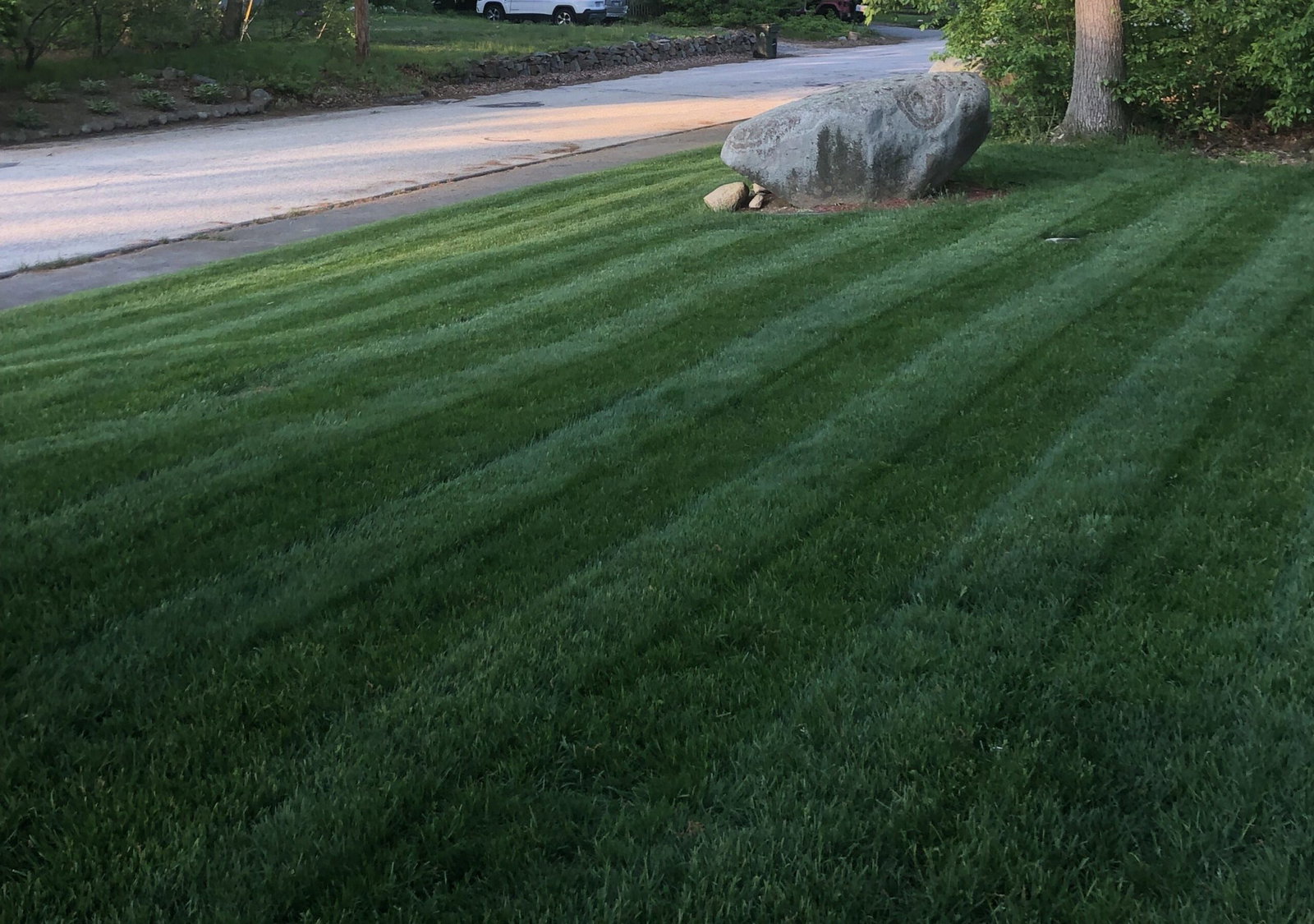 Organic Lawn Care Yard