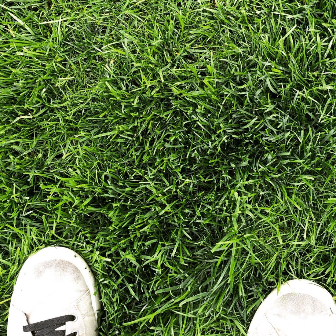 backyard-reno-may-2019