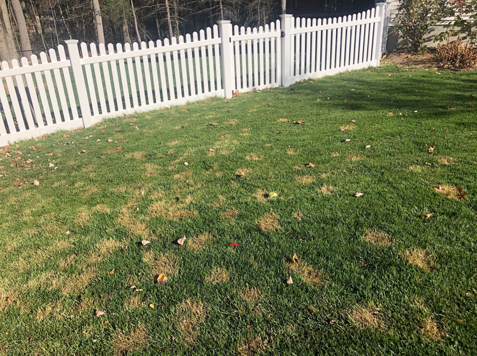 Chilling injury in lawn-leopard spots
