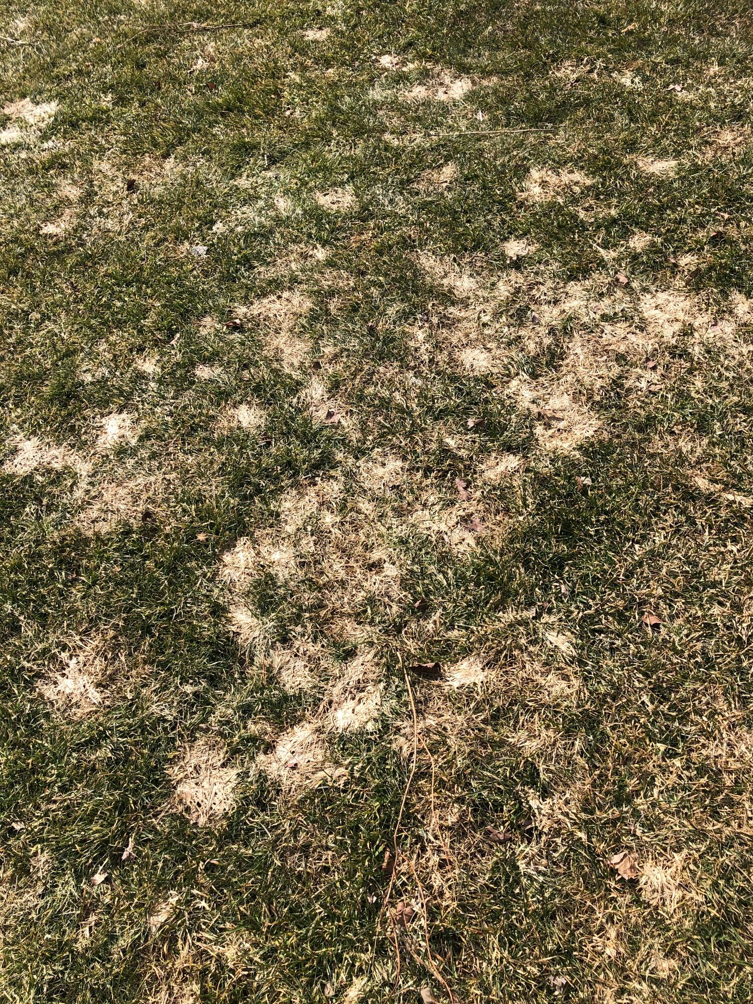 gray snow mold