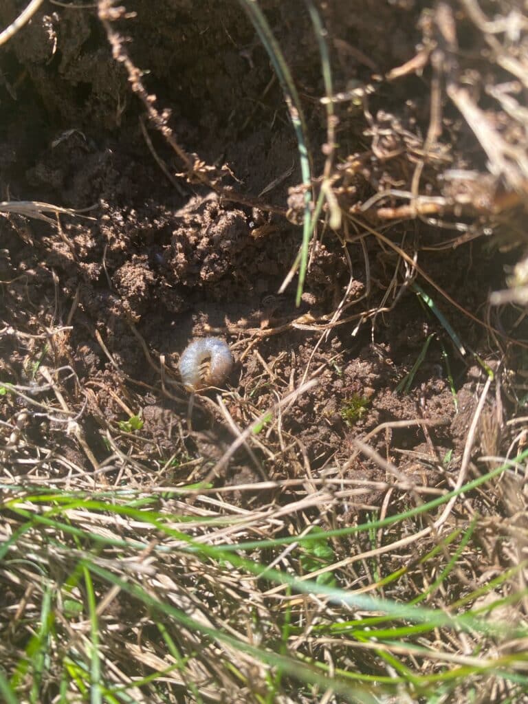 grubs-before-dylox-app