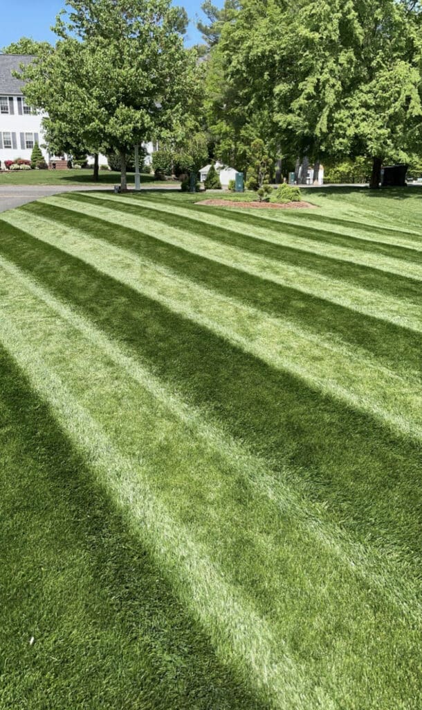 Michael S - Lawn of the Month Winner