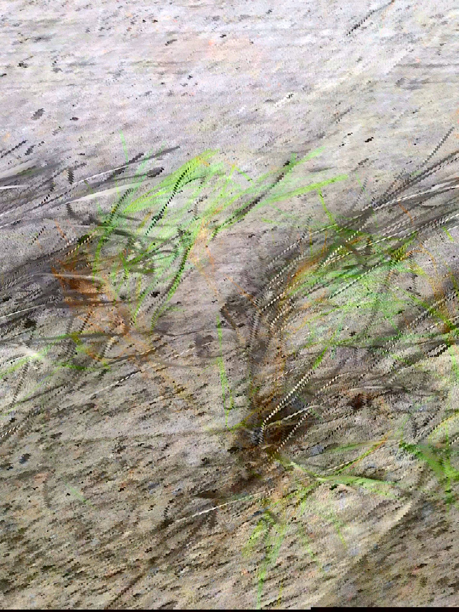 creeping-bentgrass-bunch