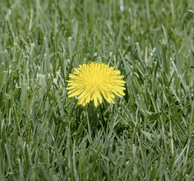 dandelion flower in lawn