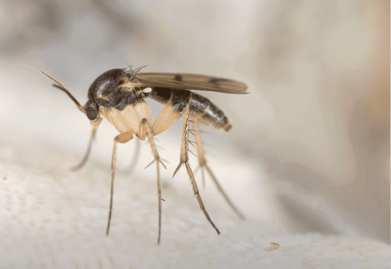 fungus-gnat