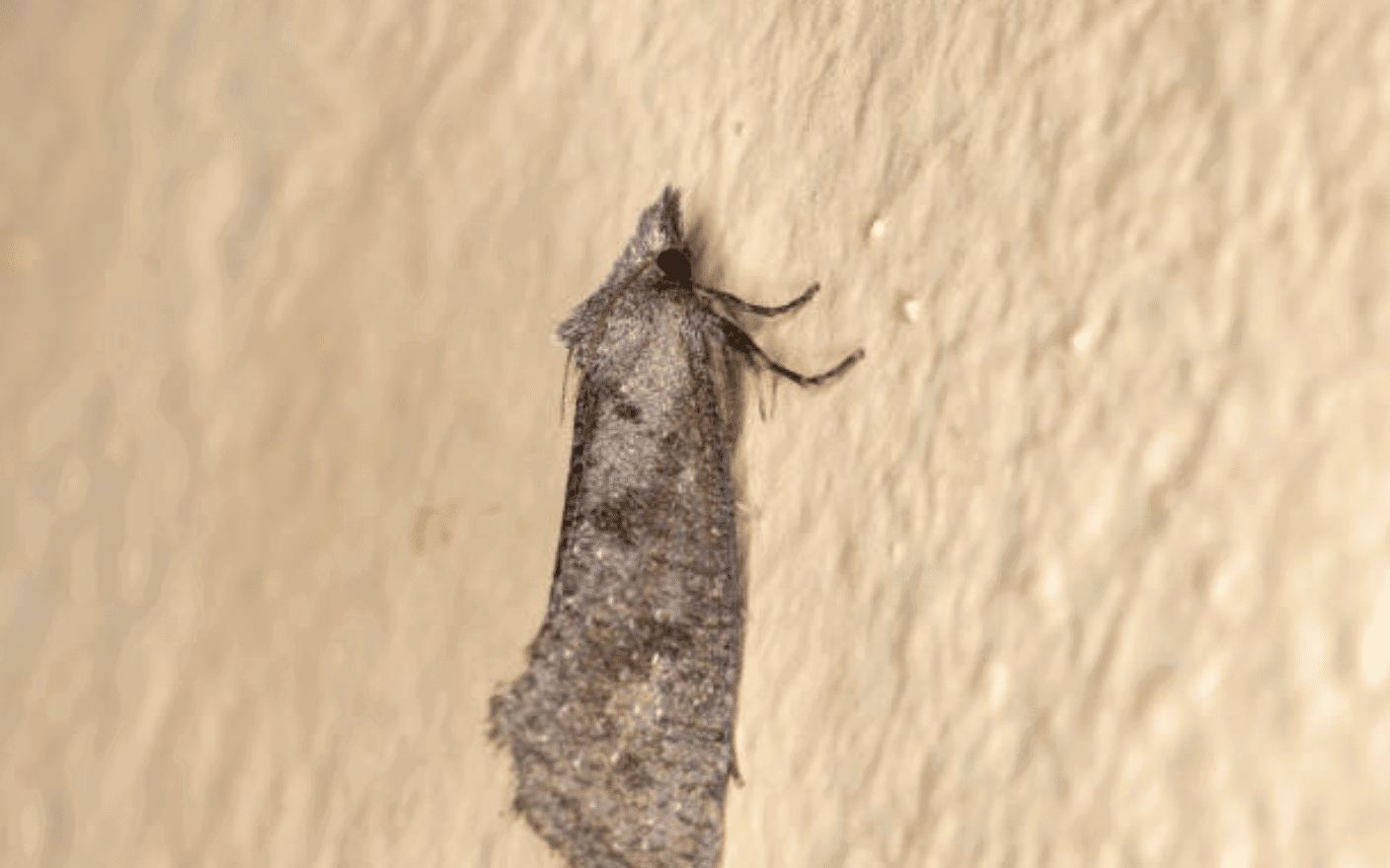 sod-webworm-moth
