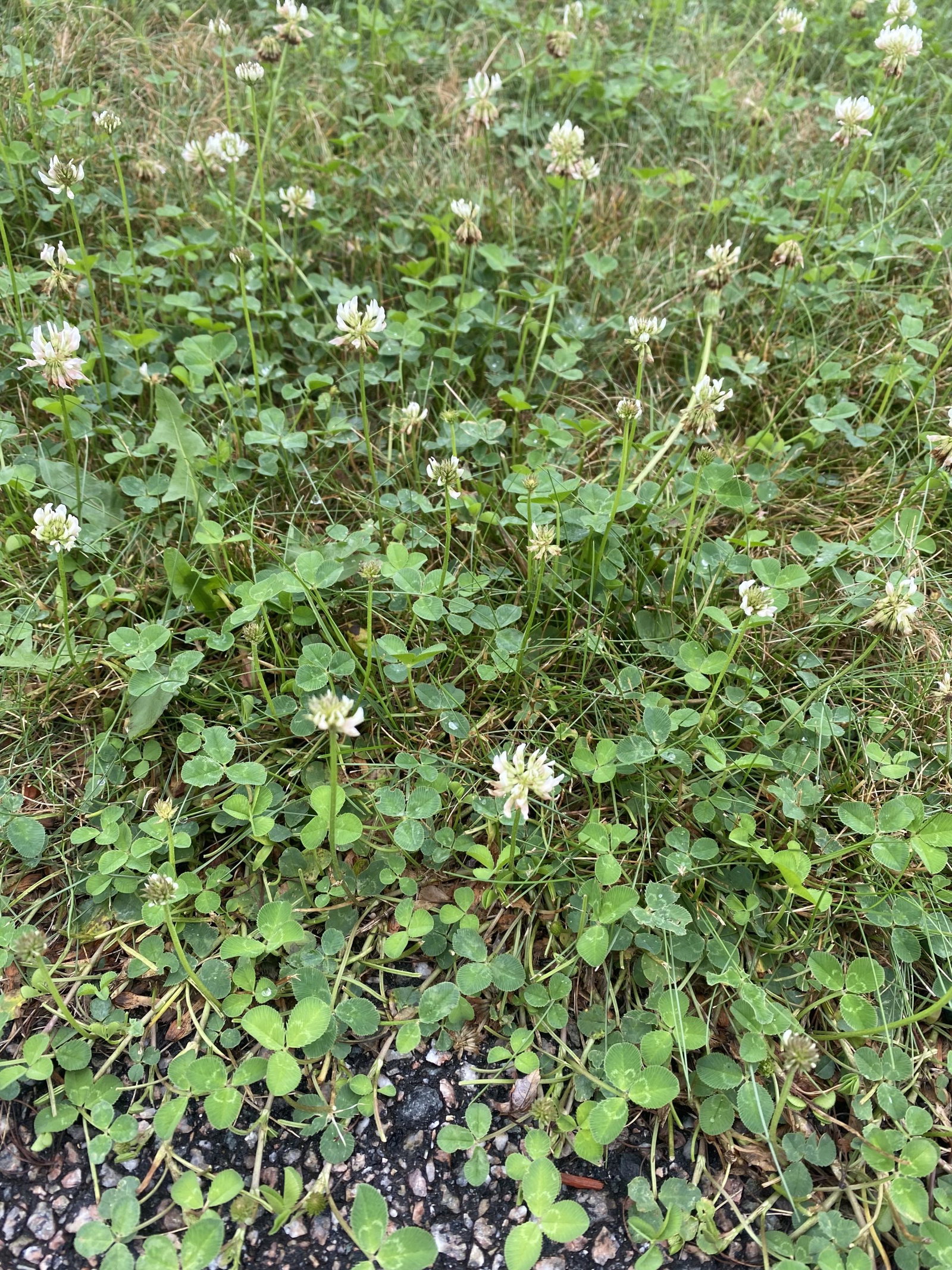 white-clover-in-lawn