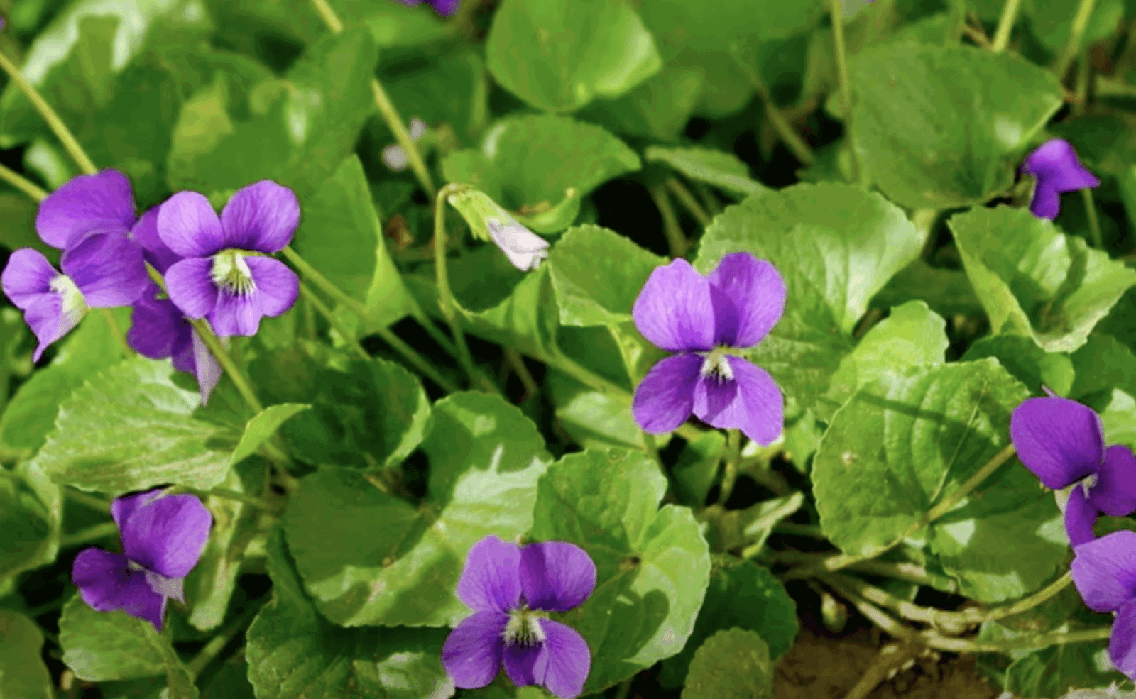 wild violet purple flowers