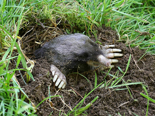 Townsend's Mole