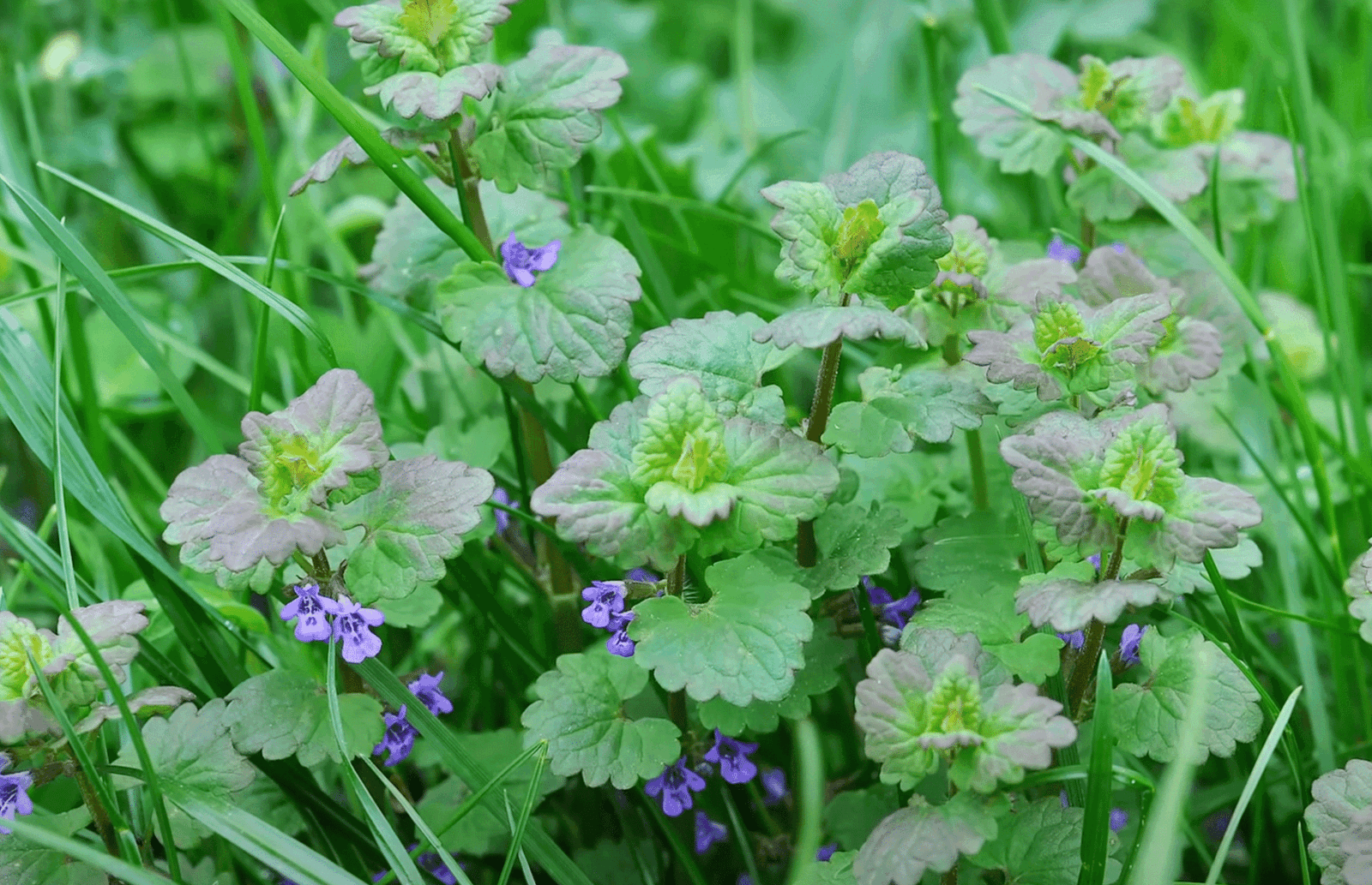 henbit weeds with purple flowers