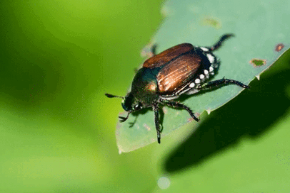 japanese beetle