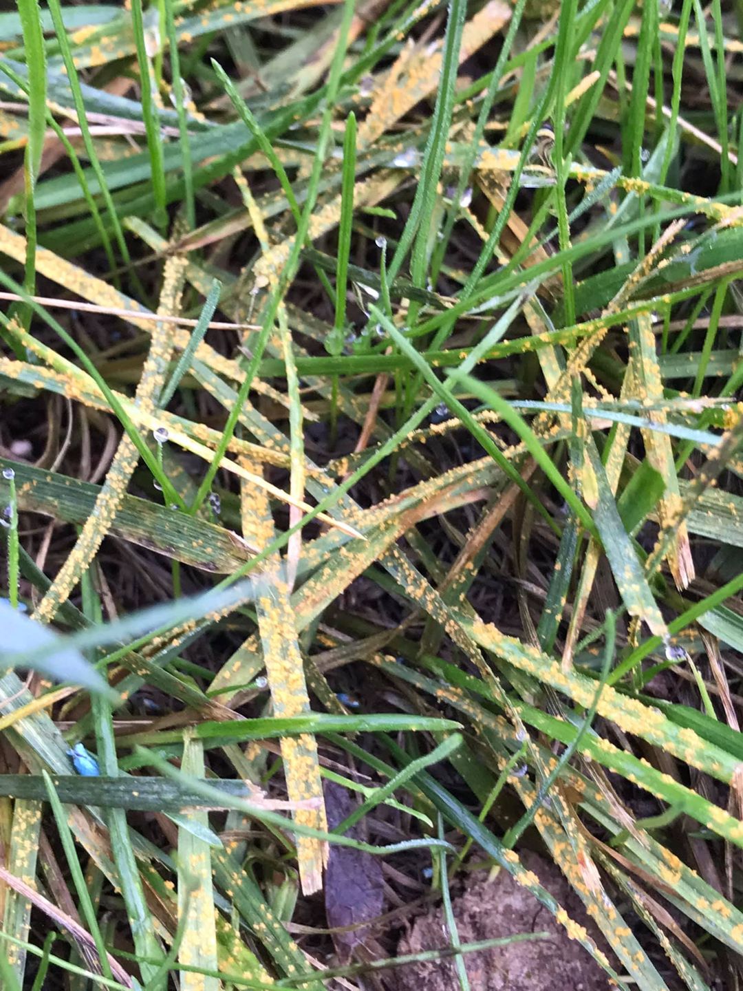 lawn-rust-fungus-on-grass