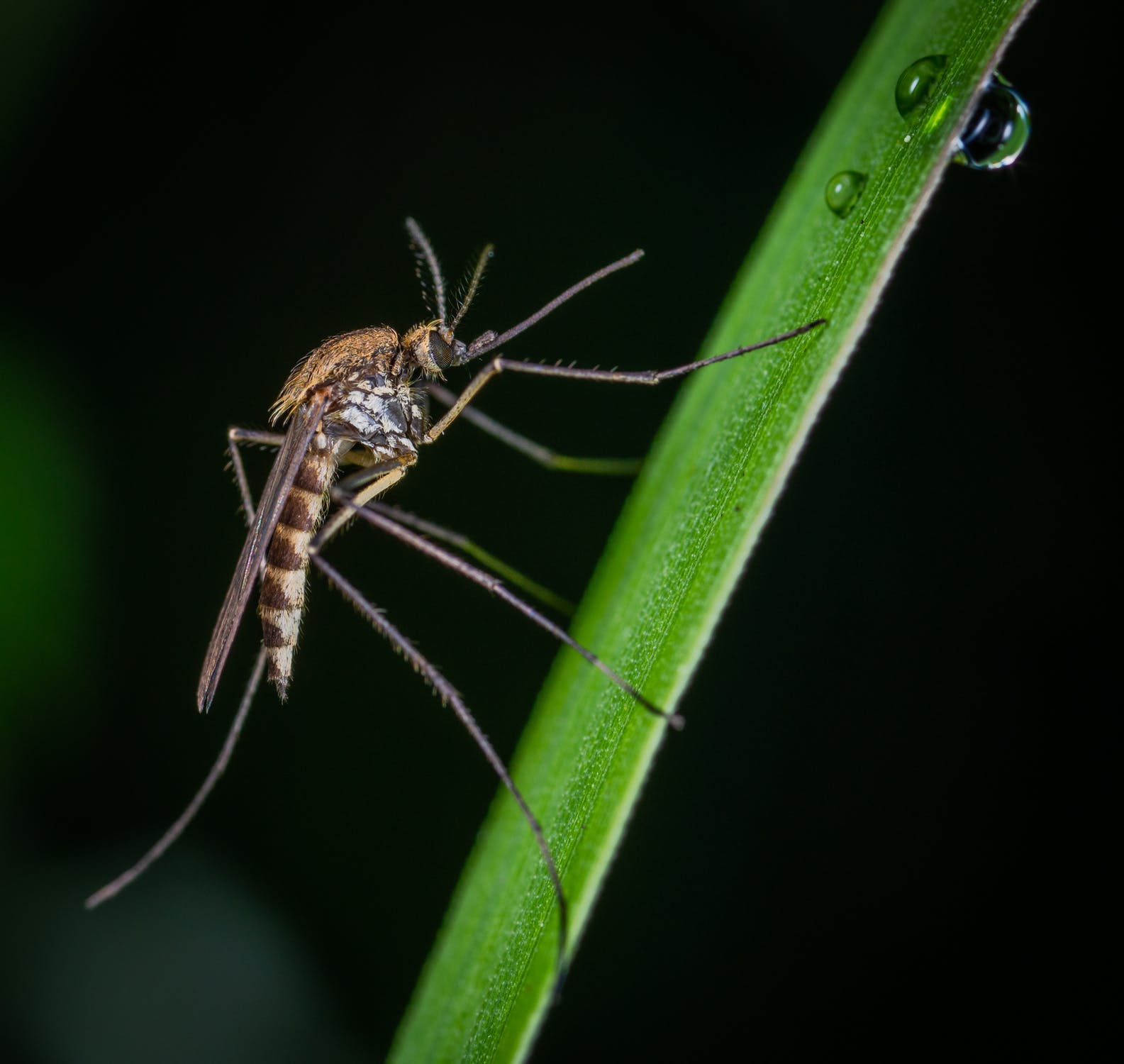 mosquito on grass blade