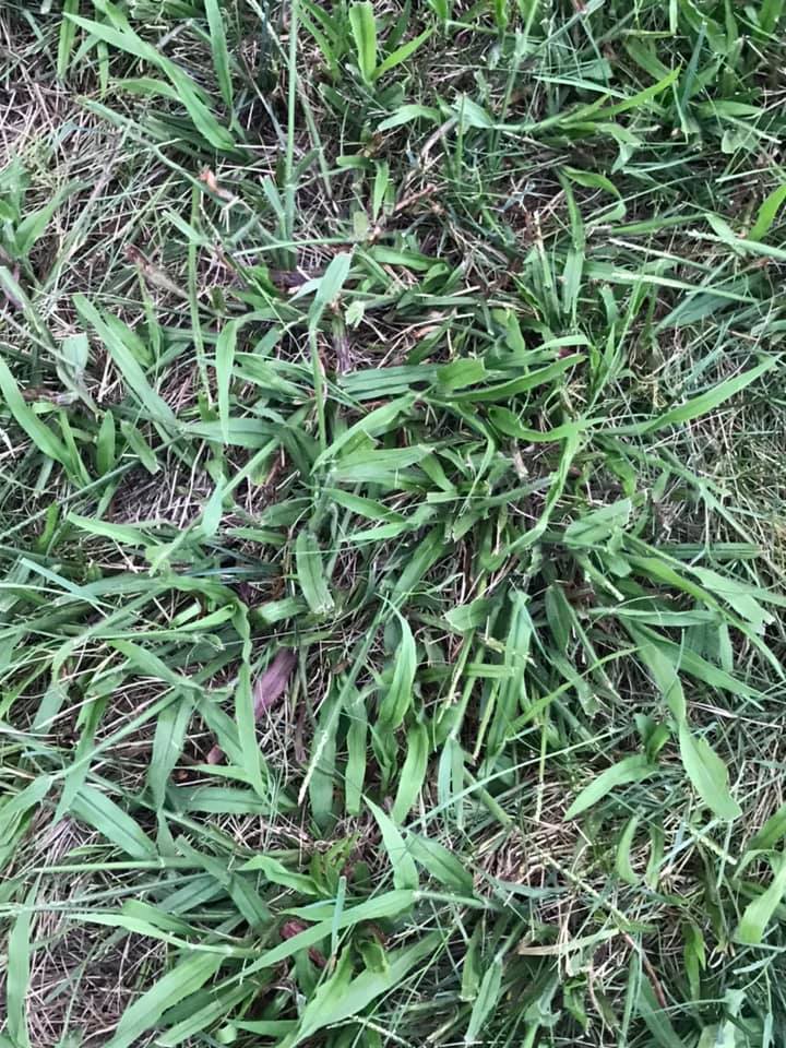 Crabgrass-Plant