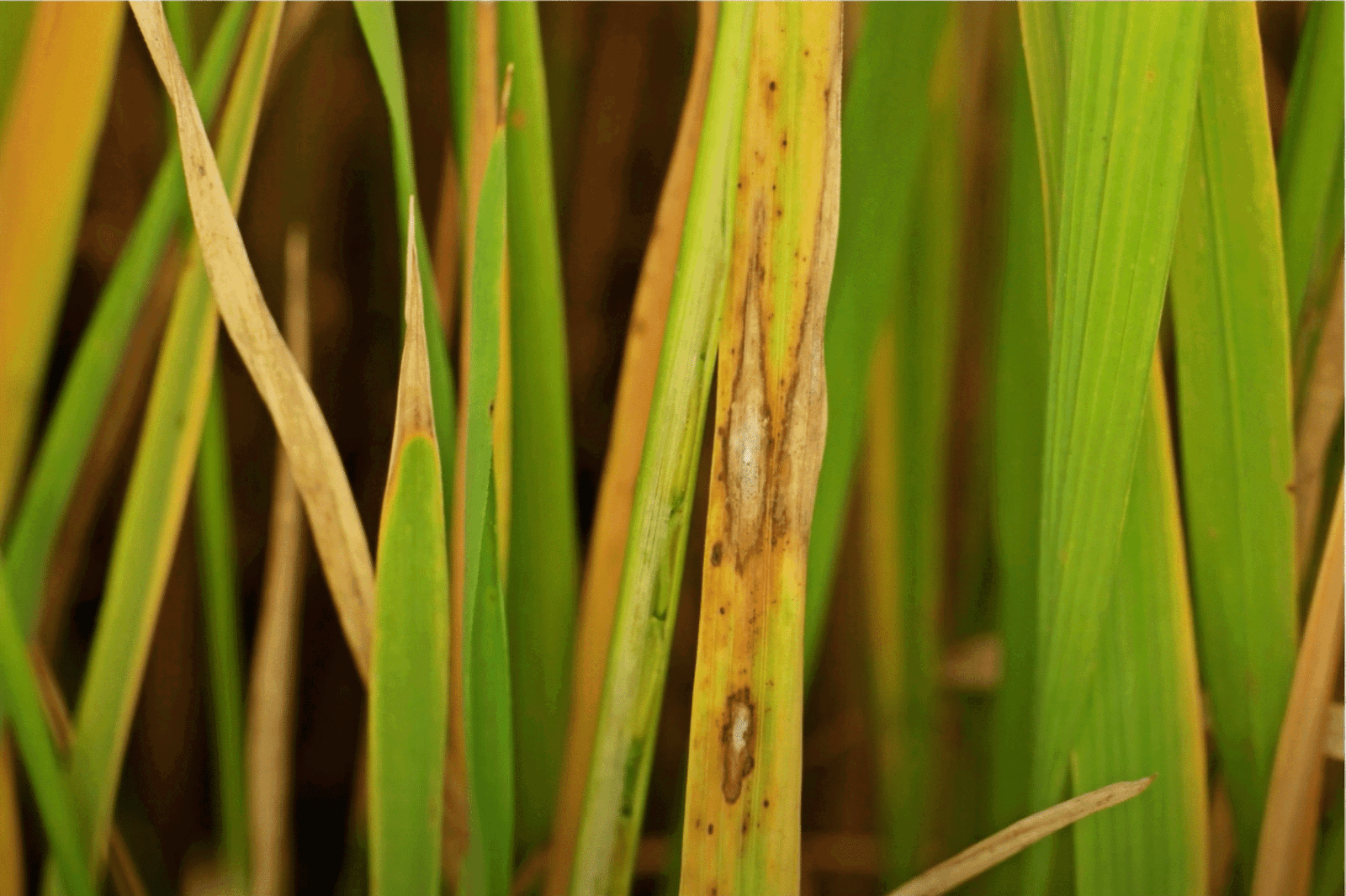 leaf spot lawn fungus