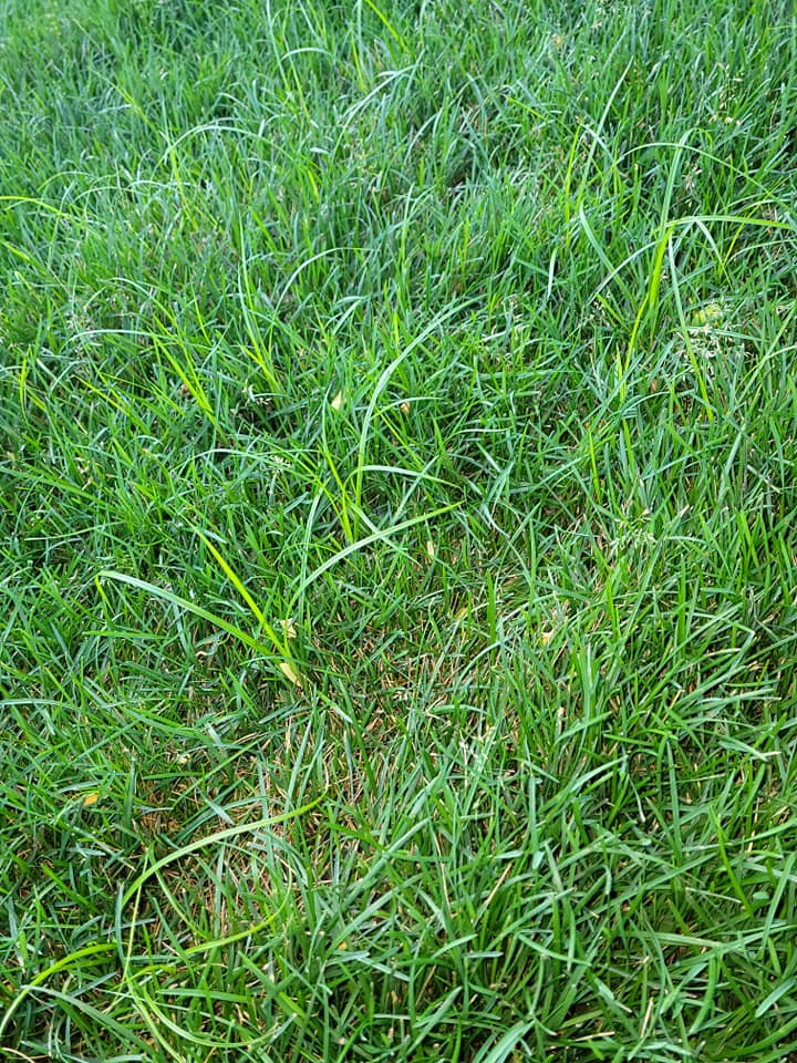 Nutsedge-in-lawn-1