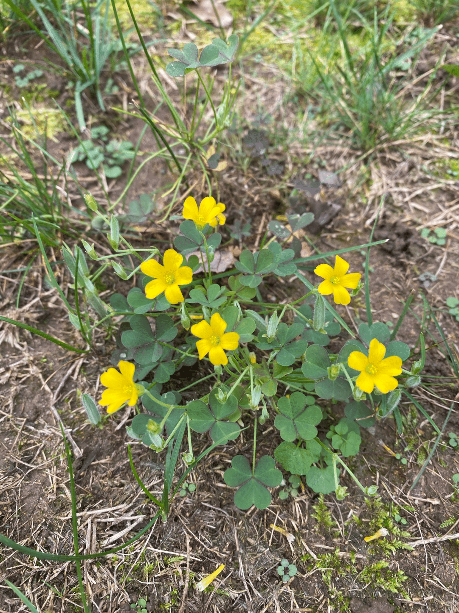 Black Medic Weeds yellow flower