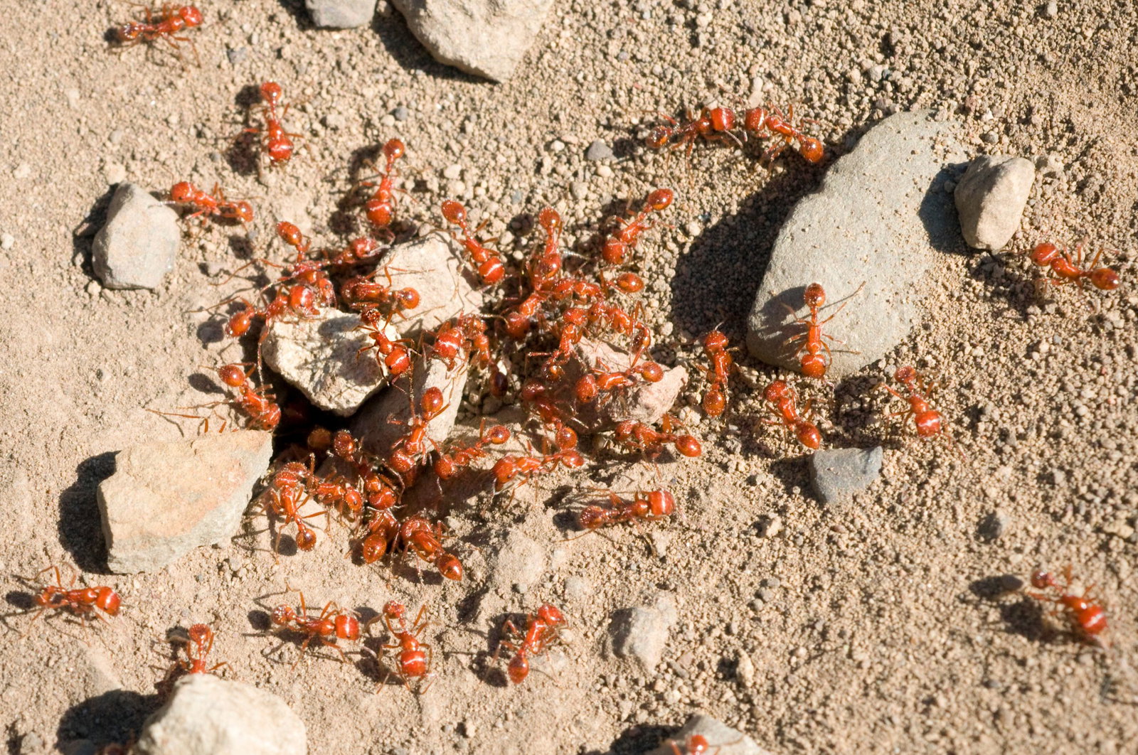 Fire ants