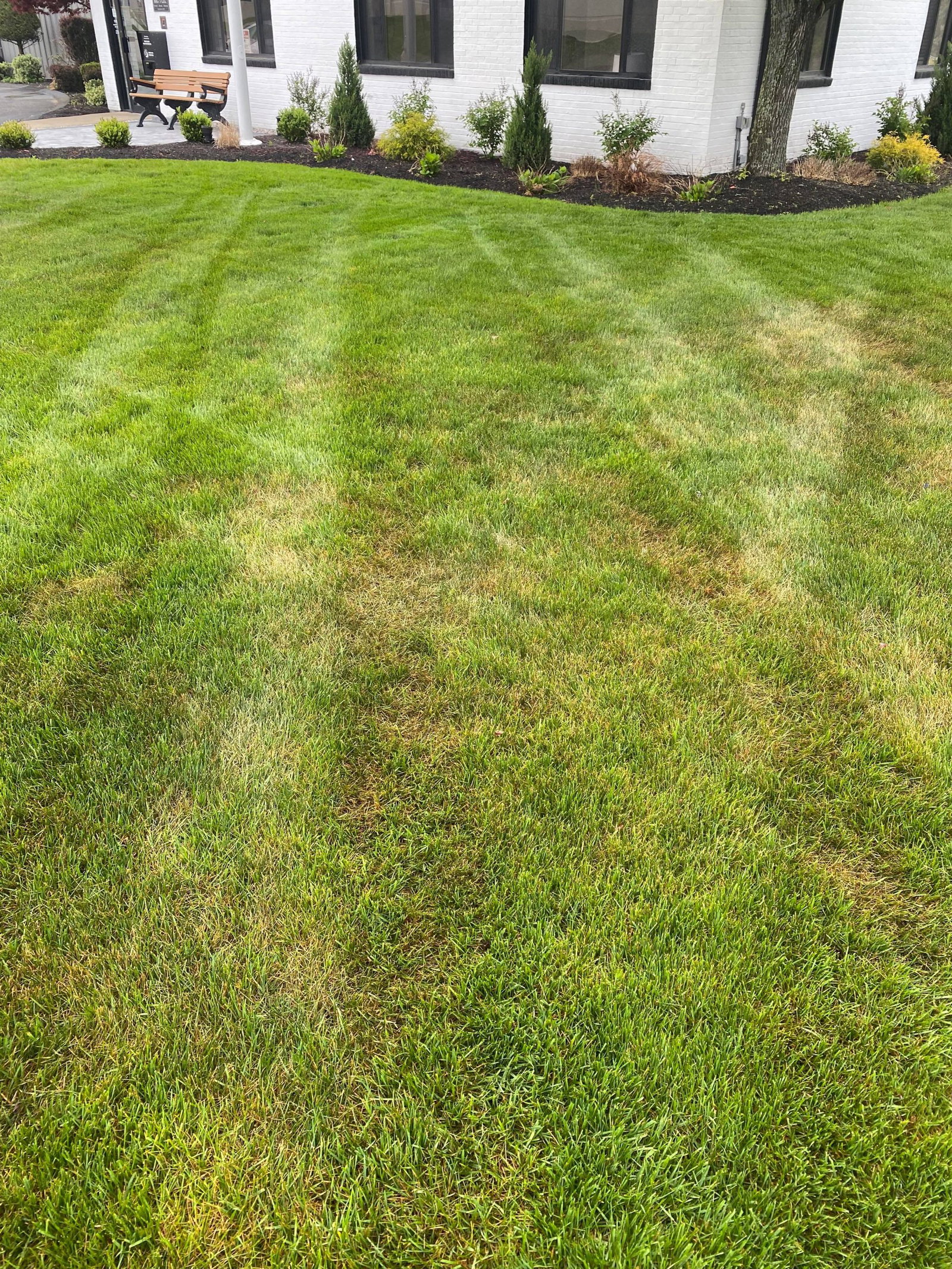 Brown-Patch-Lawn-Fungus-Disease