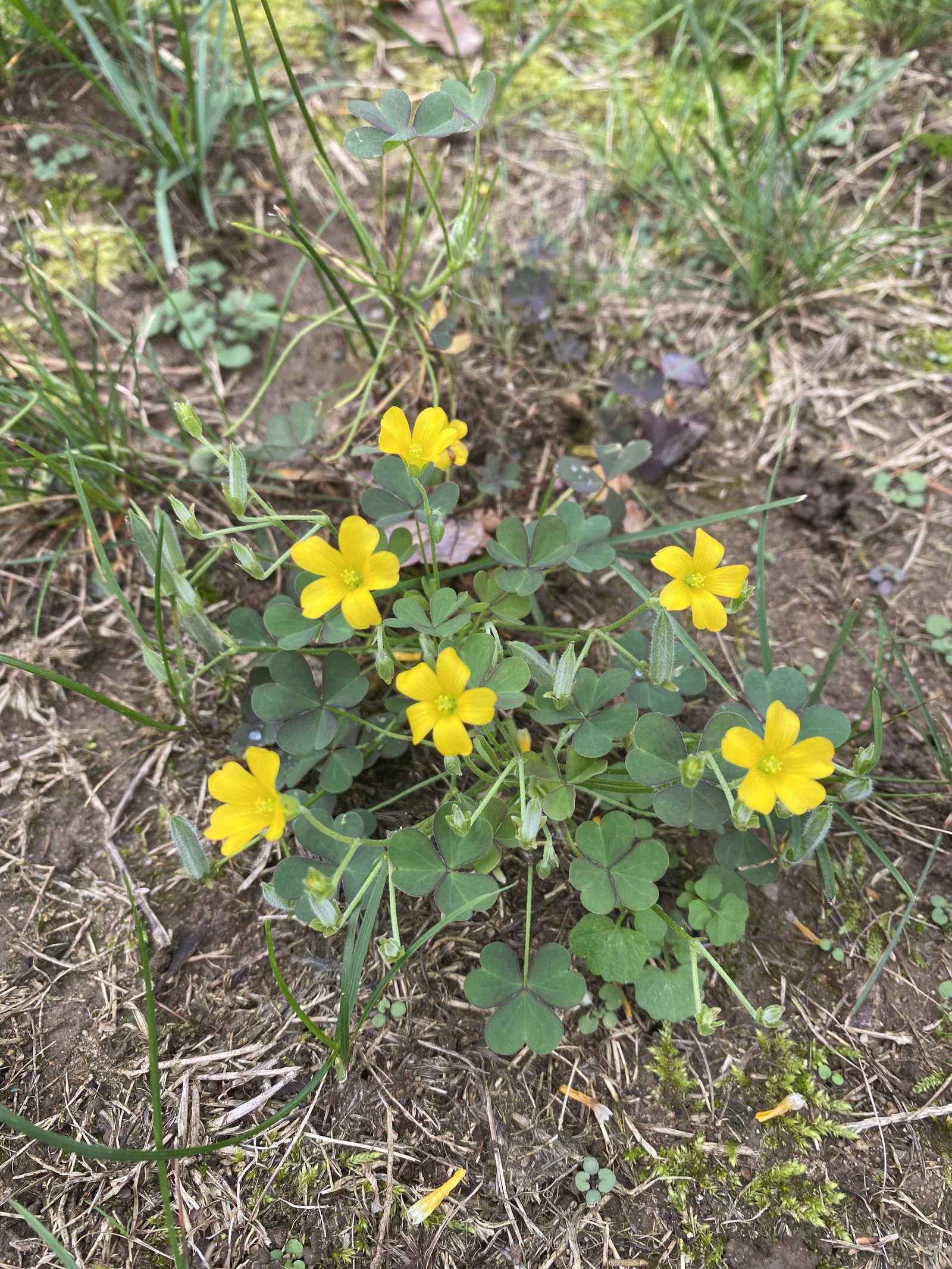oxalis-lawn-weed