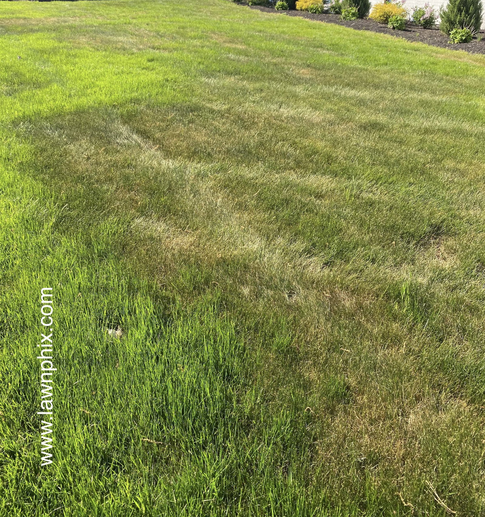 Green_Blue_and_Brown_Grass