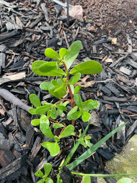 Purslane-Weed