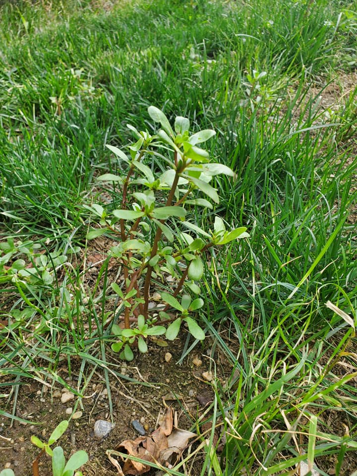 Purslane-in-lawn