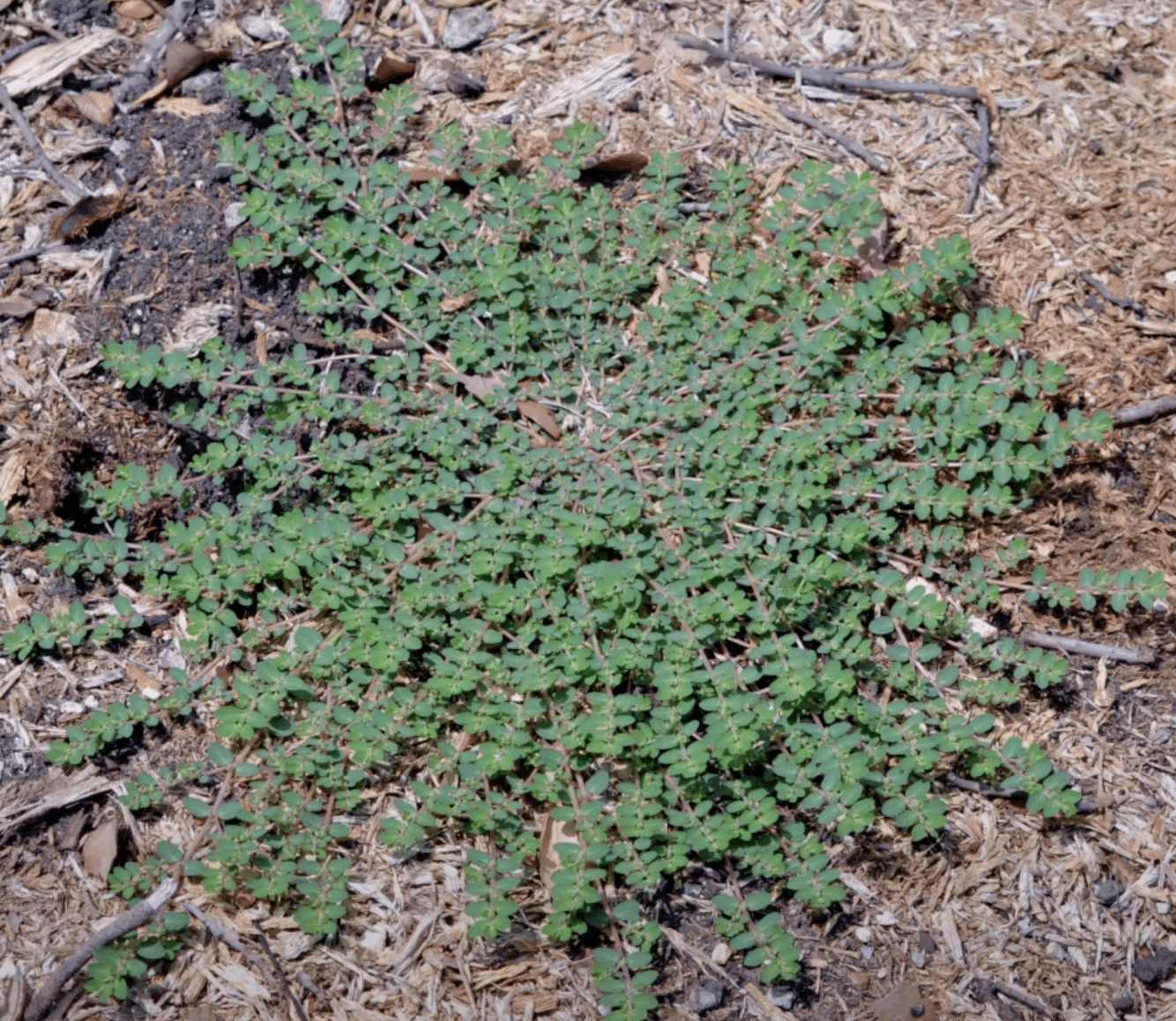 Spotted Spurge