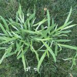crabgrass tenacity