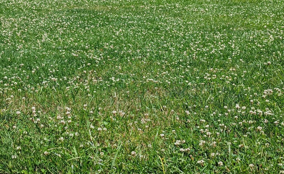 Clover Lawn
