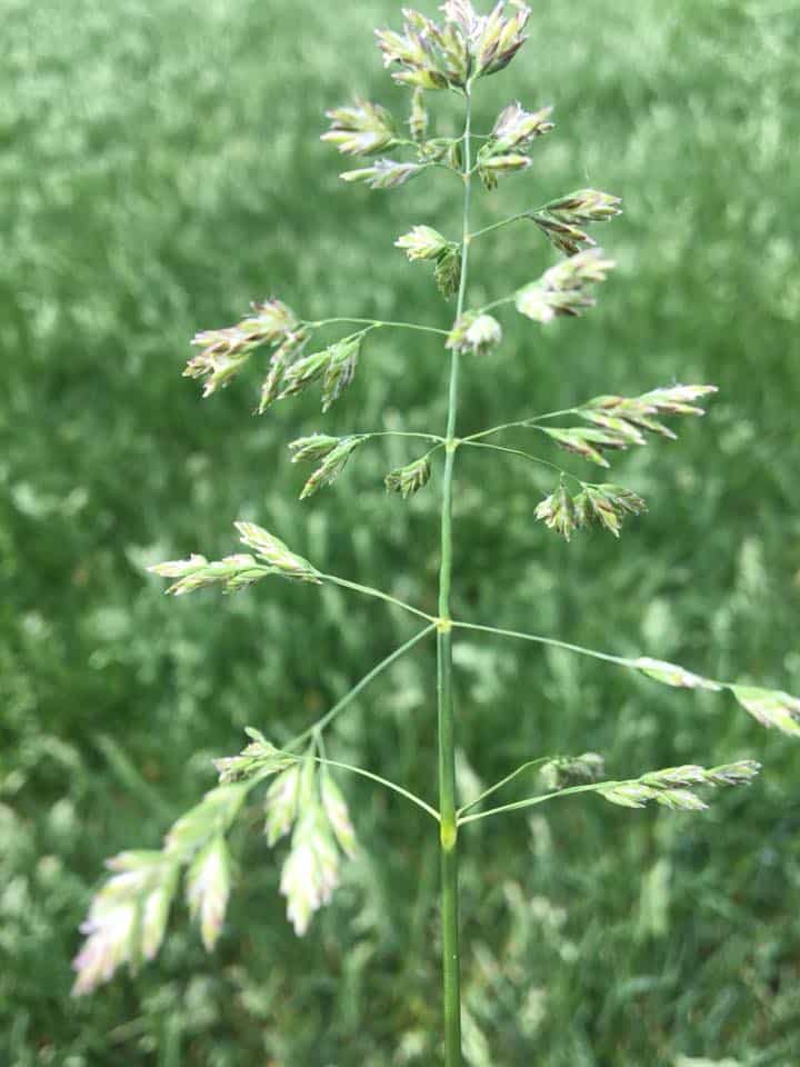 Poa Annua Annual Bluegrass