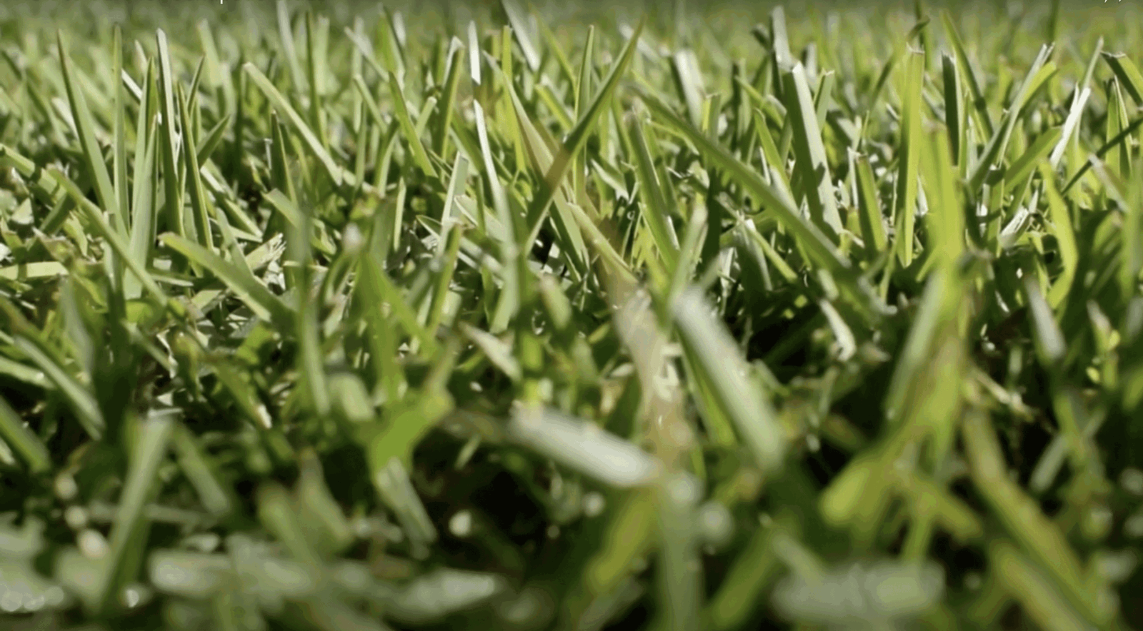 centipede grass lawn care