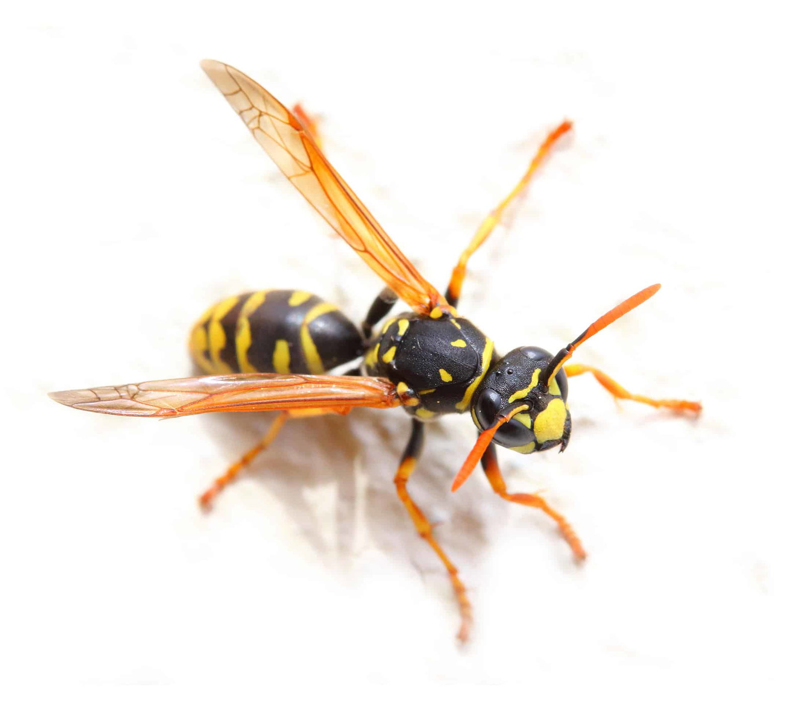 Yellow Jacket Wasp