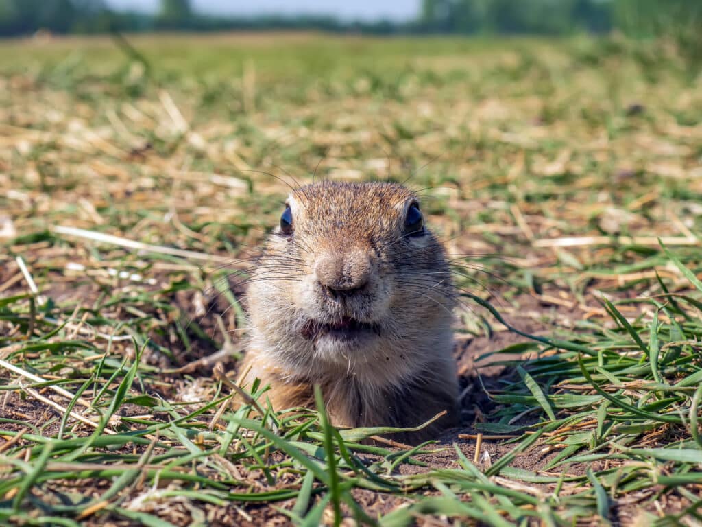 Gopher on the lawn is peeking out of his hole. Close-up