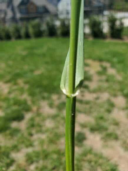 quackgrass with clasping auricles