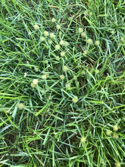 green-kyllinga-sedge-bunches-