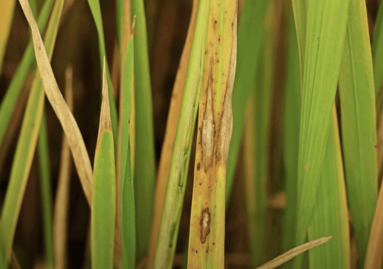 melting out and leaf spot disease