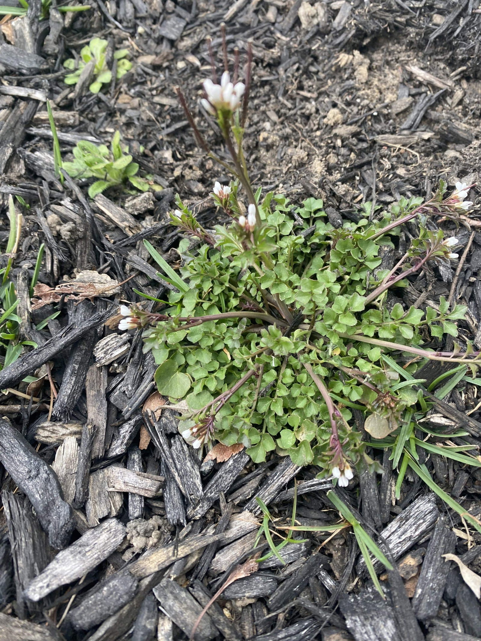 Bittercress_in_landscape_bed